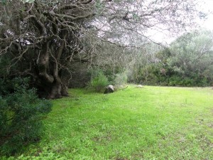 Santa Teresa gallura splendido terreno con fabbricato rurale Val Di Mela