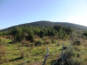 Terreno agricolo di 50 Ettari