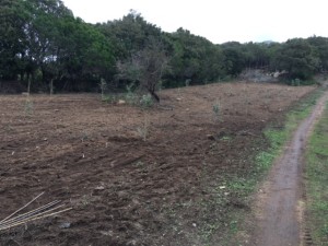 Stazzo Gallurese agro di Aglientu.